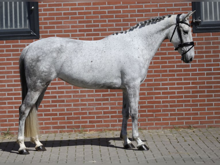 Connemara Giumenta 6 Anni 148 cm Grigio in Zieuwent