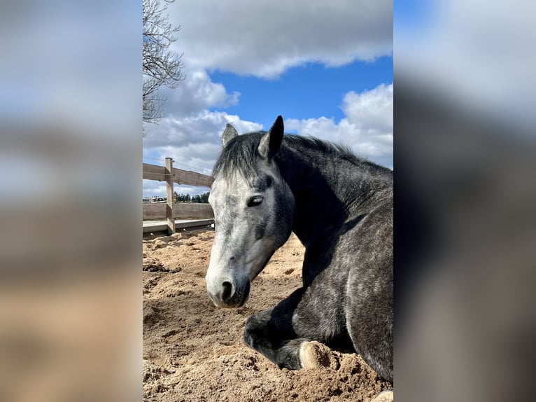 Connemara Giumenta 6 Anni 150 cm Grigio in Münchberg