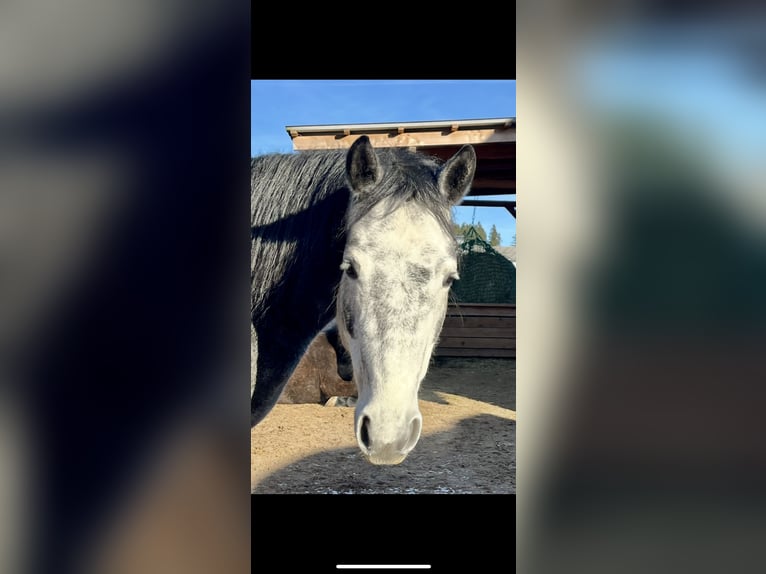 Connemara Giumenta 6 Anni 150 cm Grigio in Münchberg