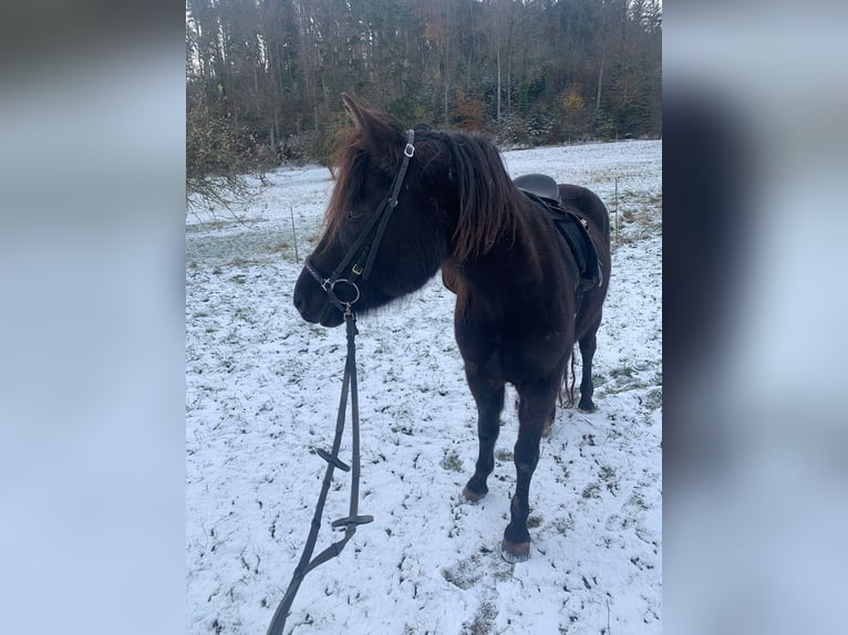 Connemara Mix Giumenta 6 Anni 150 cm Morello in Rottenburg am Neckar