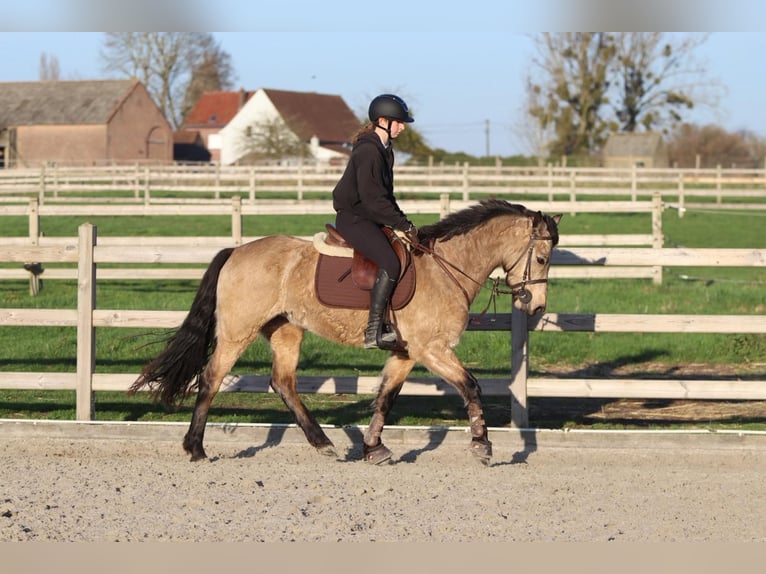 Connemara Giumenta 6 Anni 151 cm Falbo in Bogaarden