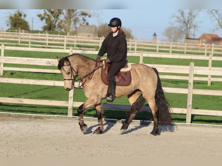 Connemara Giumenta 6 Anni 151 cm Falbo in Bogaarden