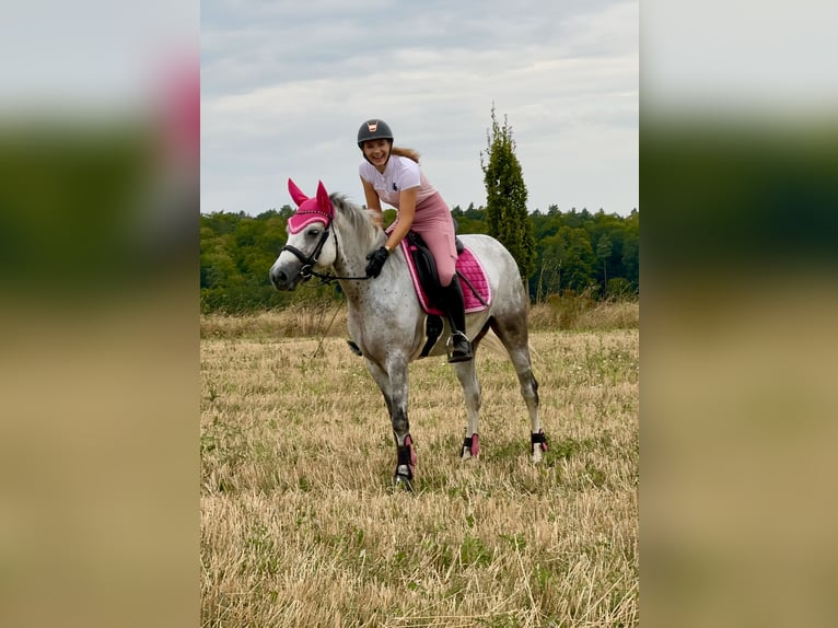 Connemara Giumenta 6 Anni 154 cm Leardo in Lisberg