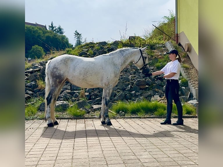 Connemara Giumenta 6 Anni 154 cm Leardo in Lisberg