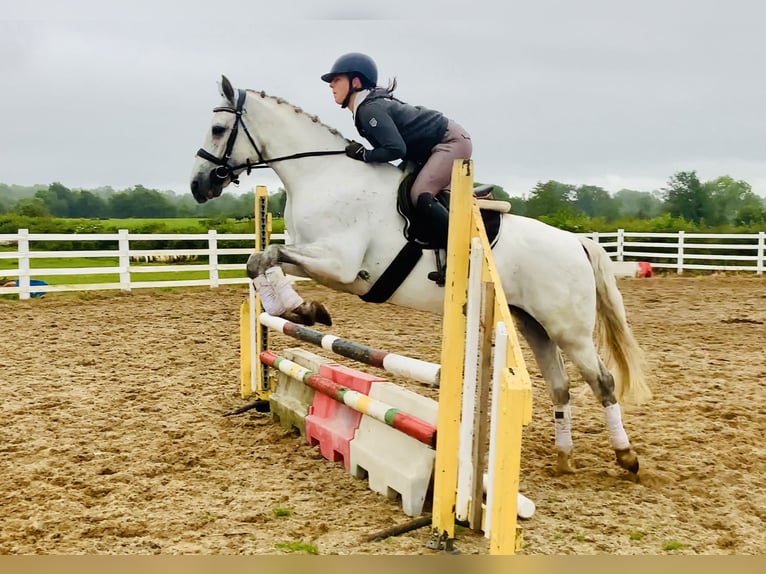 Connemara Giumenta 6 Anni 155 cm Grigio in Mountrath