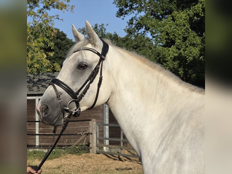 Connemara Giumenta 6 Anni 155 cm Grigio pezzato in Wachtendonk