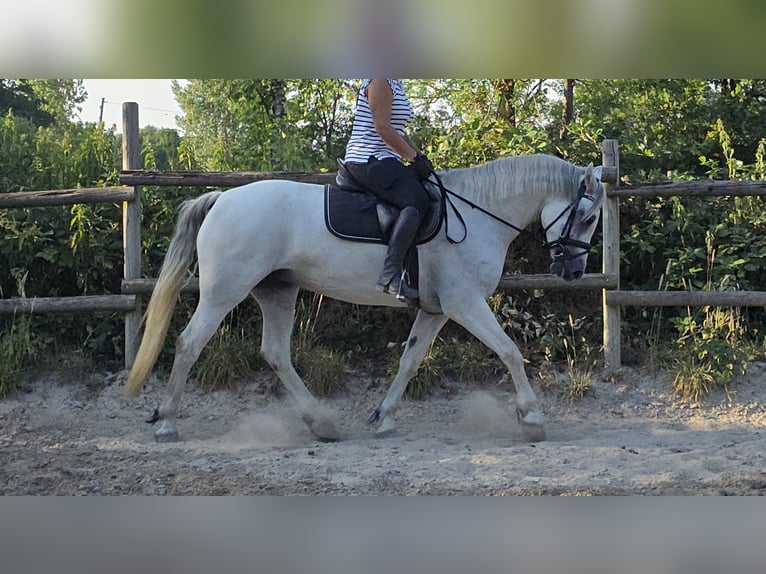 Connemara Giumenta 6 Anni 155 cm Grigio pezzato in Wachtendonk