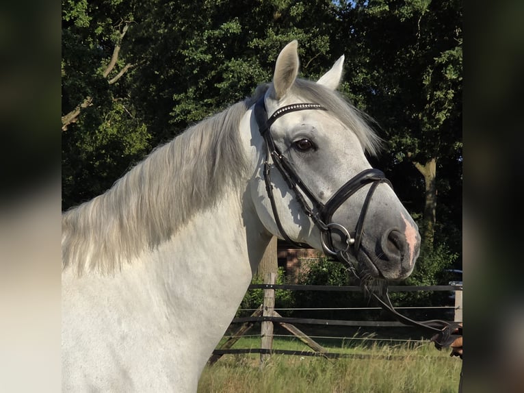 Connemara Giumenta 6 Anni 155 cm Grigio pezzato in Wachtendonk