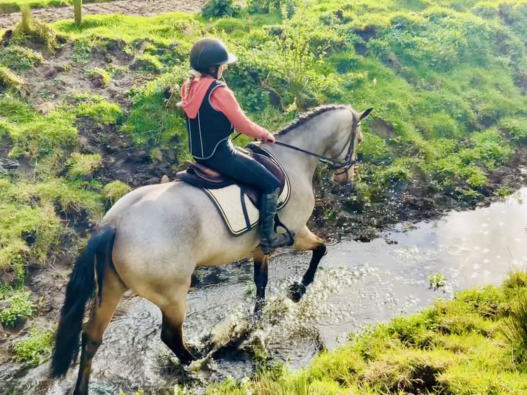 Connemara Giumenta 6 Anni 157 cm Falbo in Mountrath