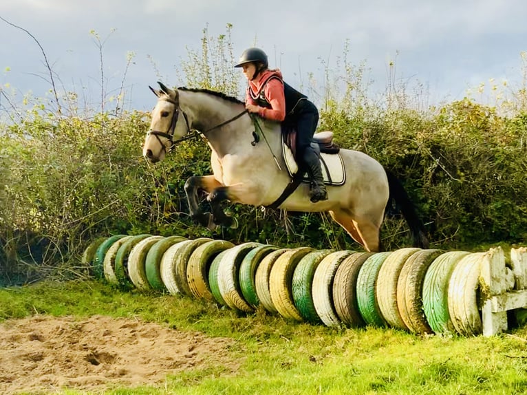 Connemara Giumenta 6 Anni 157 cm Falbo in Mountrath