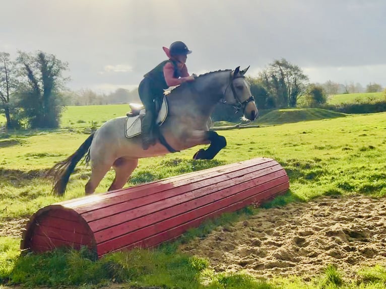 Connemara Giumenta 6 Anni 157 cm Falbo in Mountrath