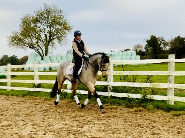 Connemara Giumenta 6 Anni 157 cm Falbo in Mountrath