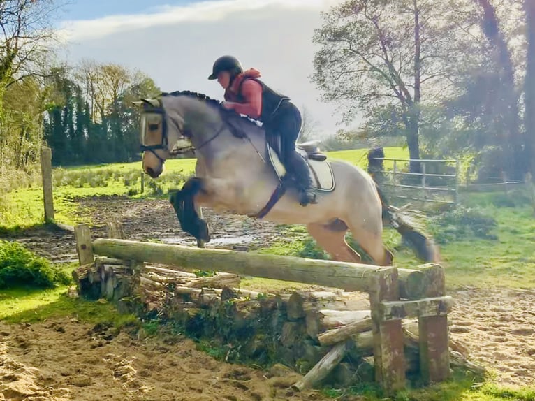 Connemara Giumenta 6 Anni 157 cm Falbo in Mountrath