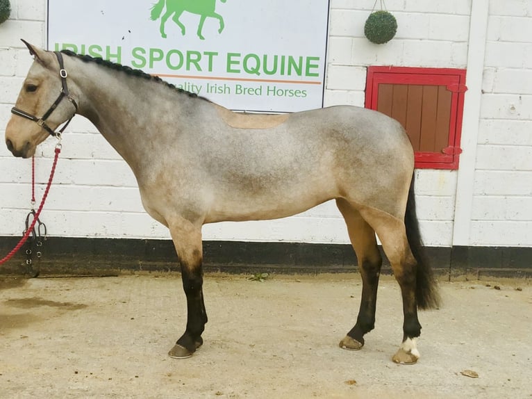 Connemara Giumenta 6 Anni 157 cm Falbo in Mountrath