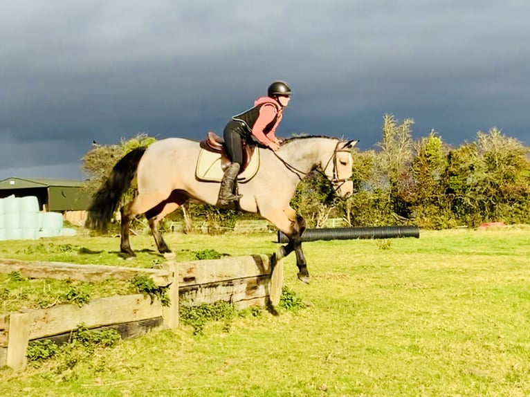 Connemara Giumenta 6 Anni 157 cm Falbo in Mountrath