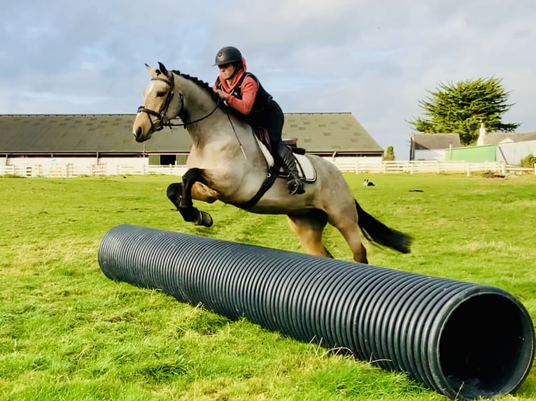 Connemara Giumenta 6 Anni 157 cm Falbo in Mountrath