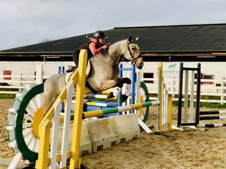 Connemara Giumenta 6 Anni 157 cm Falbo in Mountrath