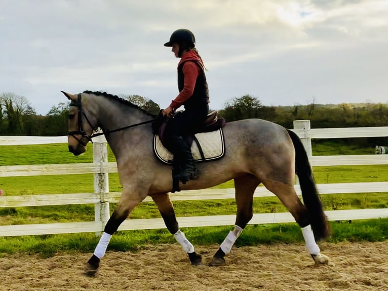 Connemara Giumenta 6 Anni 157 cm Falbo in Mountrath