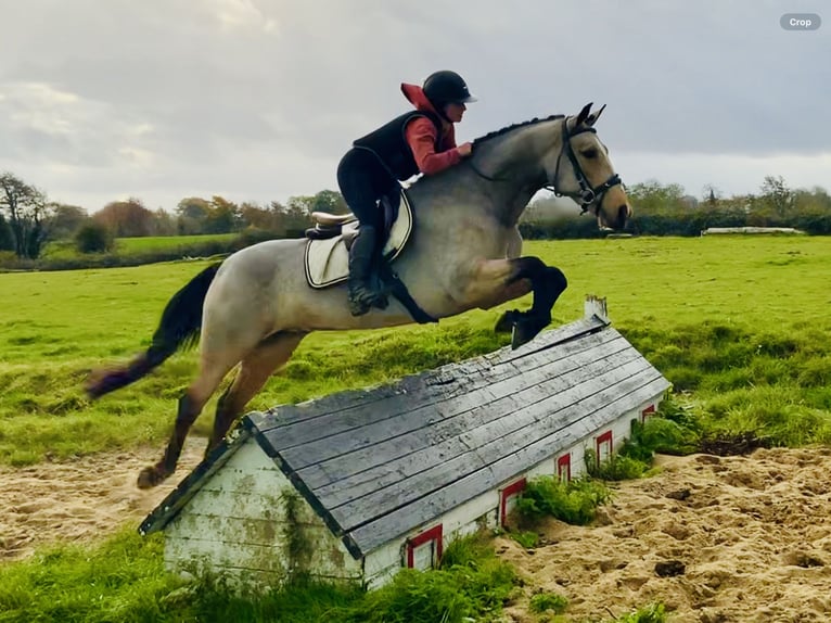 Connemara Giumenta 6 Anni 157 cm Falbo in Mountrath