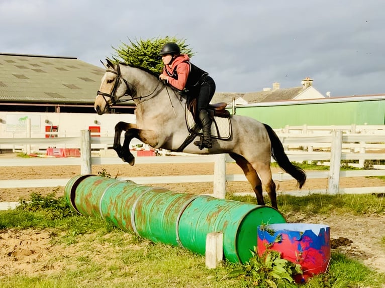 Connemara Giumenta 6 Anni 157 cm Falbo in Mountrath