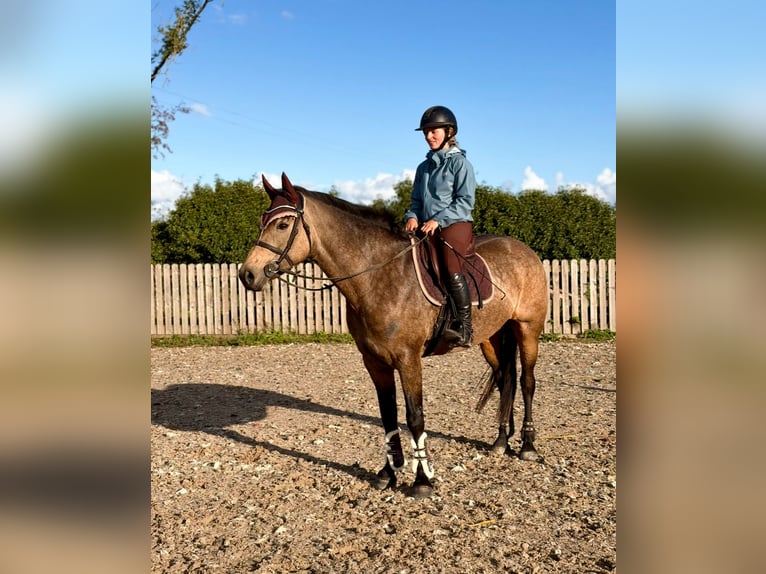 Connemara Giumenta 6 Anni 157 cm Falbo in Mountrath, Co. Laois