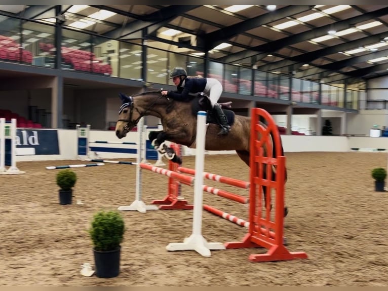 Connemara Giumenta 6 Anni 157 cm Falbo in Mountrath, Co. Laois