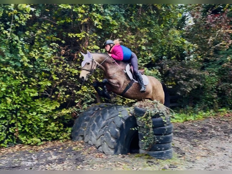 Connemara Giumenta 6 Anni 157 cm Falbo in Mountrath, Co. Laois