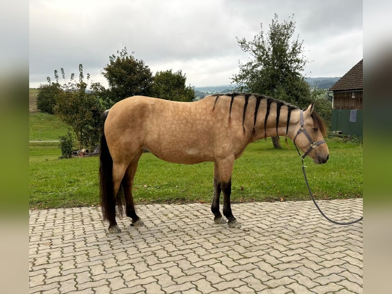 Connemara Giumenta 6 Anni 157 cm Falbo in Gefrees