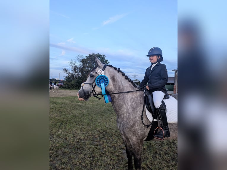 Connemara Giumenta 6 Anni 157 cm Grigio pezzato in Berne