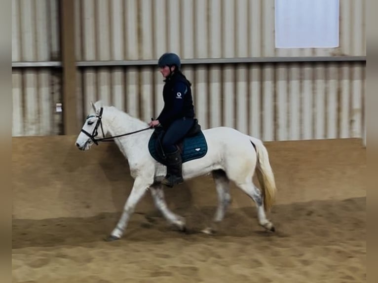 Connemara Giumenta 7 Anni 140 cm Grigio in Sligo