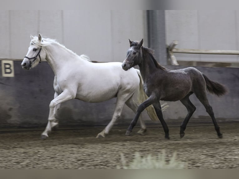 Connemara Giumenta 7 Anni 144 cm Grigio in HeidenrodH