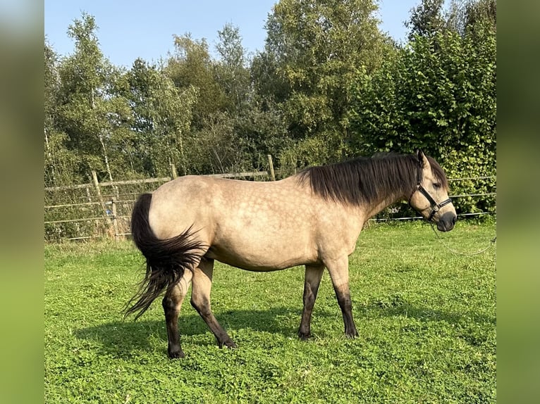 Connemara Giumenta 7 Anni 145 cm Falbo in Westerhaar-Vriezenveensewijk