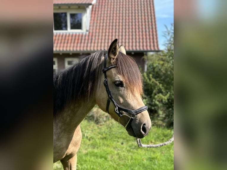 Connemara Giumenta 7 Anni 145 cm Falbo in Westerhaar-Vriezenveensewijk