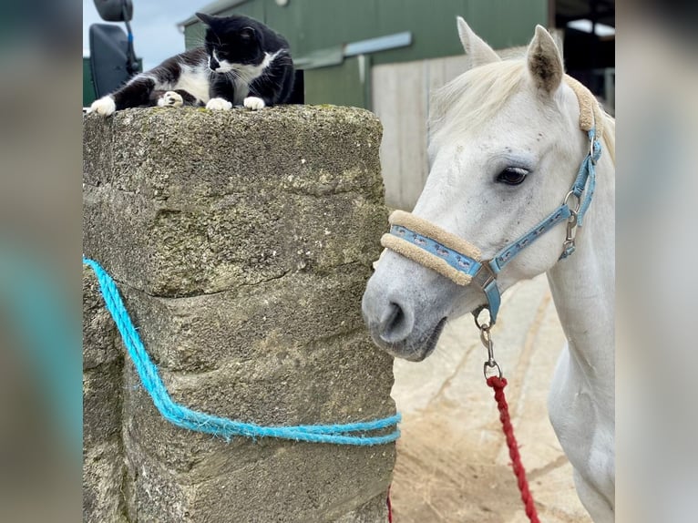 Connemara Giumenta 7 Anni 145 cm Grigio in Gummern