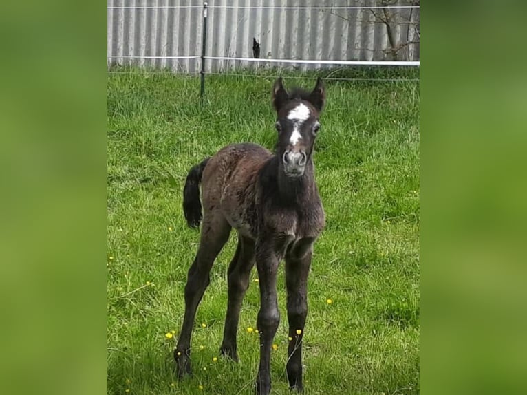 Connemara Giumenta 7 Anni 145 cm Grigio in Weilburg
