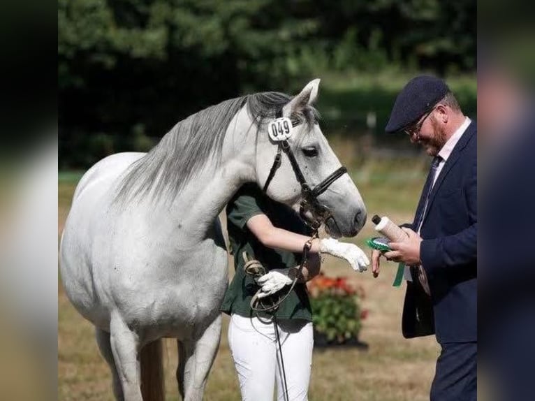 Connemara Giumenta 7 Anni 145 cm Grigio in Weilburg