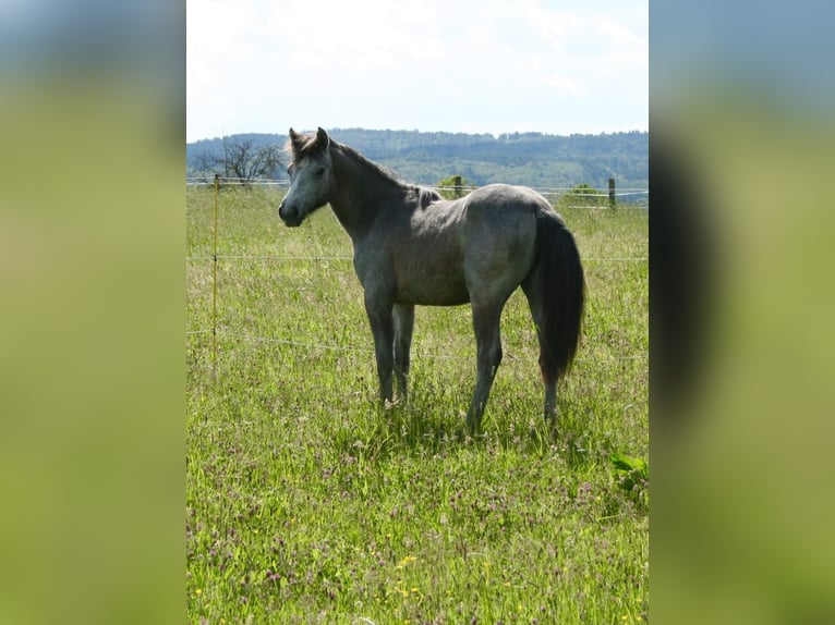 Connemara Giumenta 7 Anni 145 cm Grigio in Weilburg