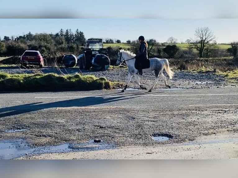 Connemara Giumenta 7 Anni 145 cm Leardo in Sligo