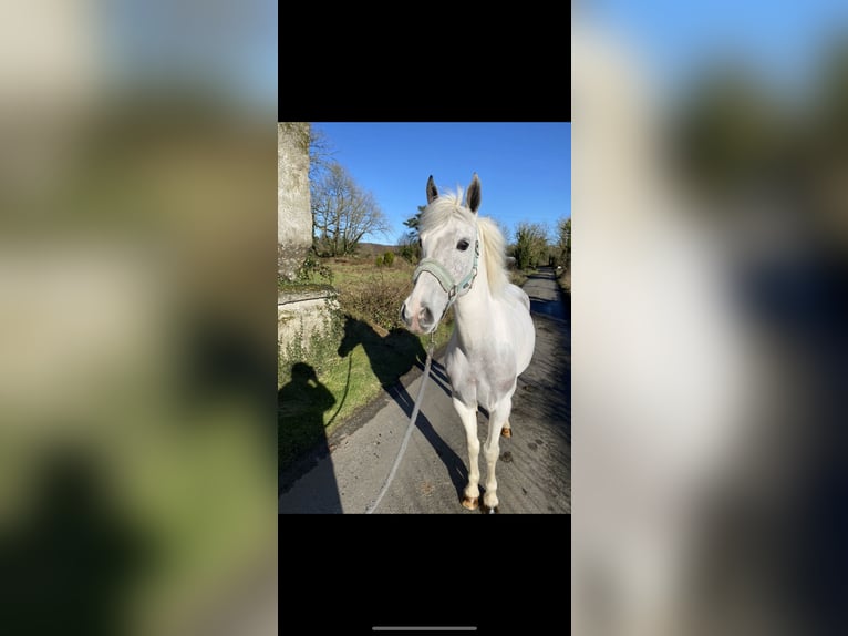 Connemara Giumenta 7 Anni 145 cm Leardo in Sligo