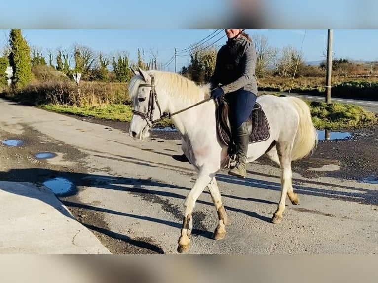 Connemara Giumenta 7 Anni 145 cm Leardo in Sligo