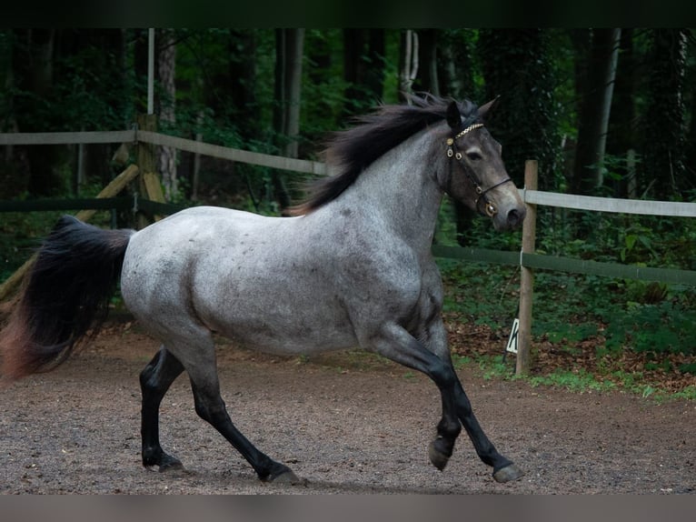 Connemara Giumenta 7 Anni 145 cm Pelle di daino in Lohr am Main