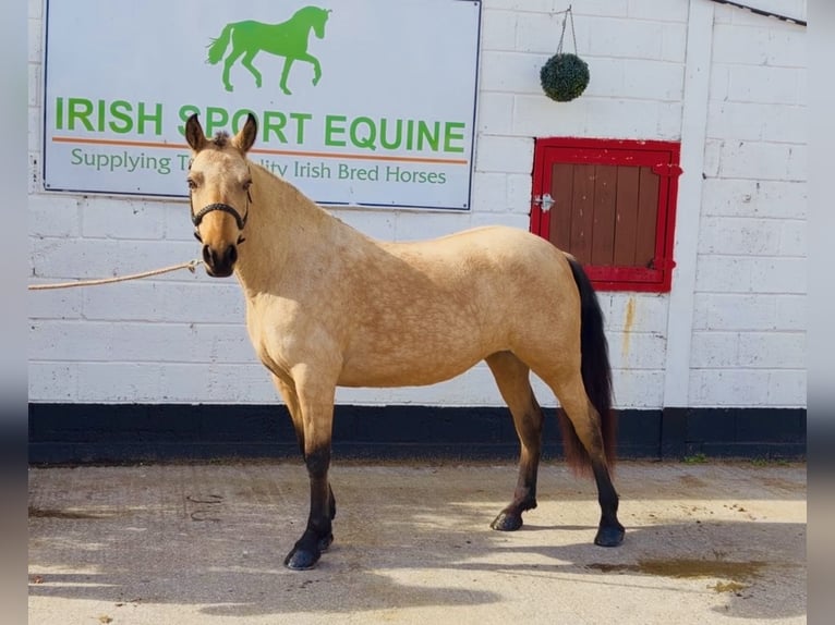 Connemara Giumenta 7 Anni 147 cm Falbo in Mountrath, Co. Laois