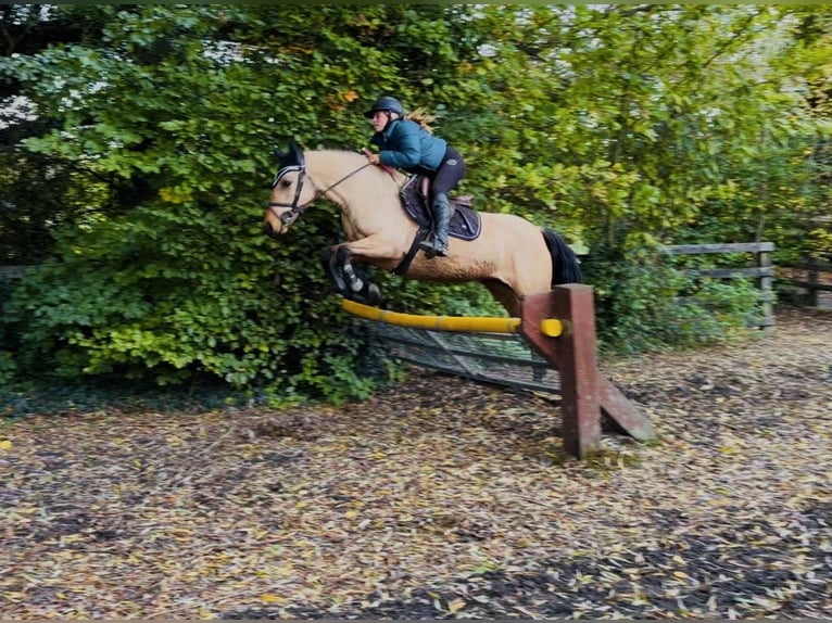 Connemara Giumenta 7 Anni 147 cm Falbo in Mountrath, Co. Laois