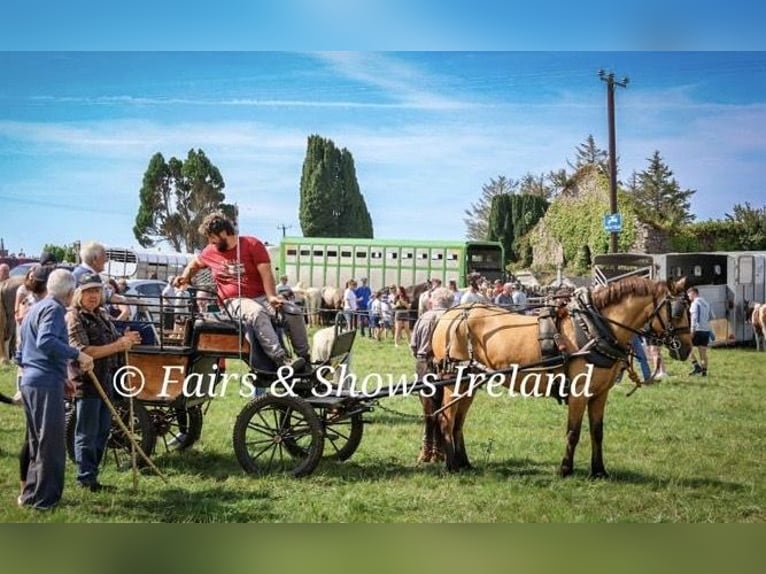 Connemara Giumenta 7 Anni 147 cm Falbo in Mountrath, Co. Laois