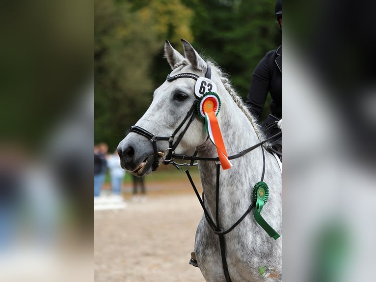 Connemara Giumenta 7 Anni 148 cm Grigio pezzato in Mittenaar