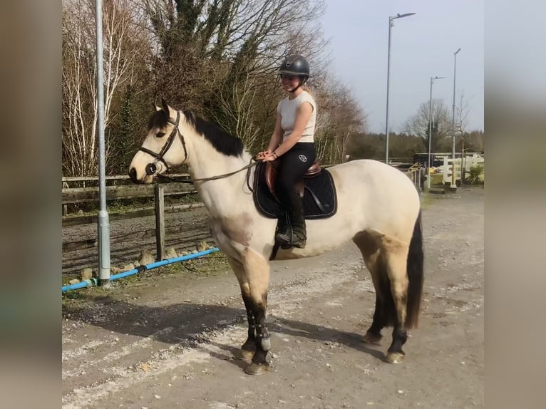 Connemara Giumenta 7 Anni 154 cm Falbo in Mountrath, Co. Laois