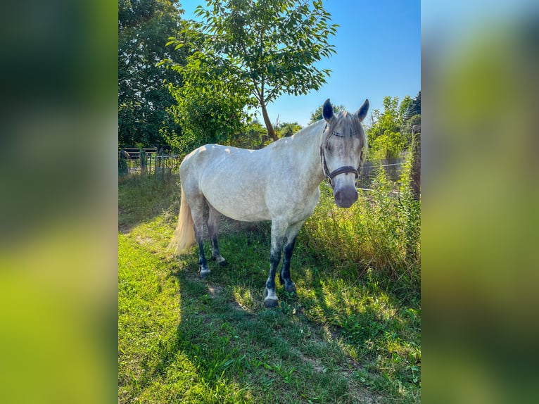 Connemara Giumenta 7 Anni 154 cm Può diventare grigio in Hohe Börde