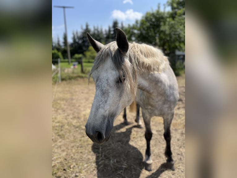 Connemara Giumenta 7 Anni 154 cm Può diventare grigio in Hohe Börde