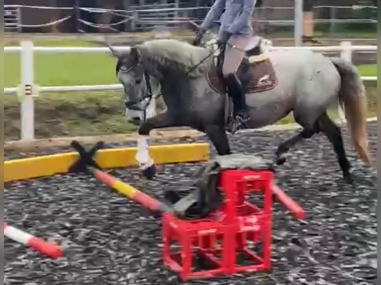 Connemara Giumenta 7 Anni 154 cm Può diventare grigio in Hohe Börde