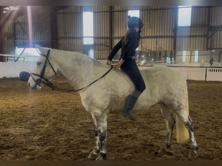 Connemara Giumenta 7 Anni 155 cm Grigio in Mountrath